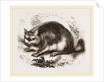Viscacha by Anonymous