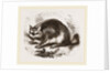 Viscacha by Anonymous