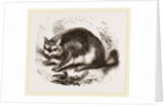Viscacha by Anonymous