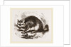 Viscacha by Anonymous