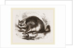 Viscacha by Anonymous