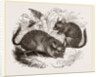 Chinchilla by Anonymous