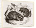 Chinchilla by Anonymous