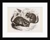 Chinchilla by Anonymous