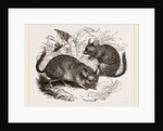 Chinchilla by Anonymous