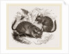 Chinchilla by Anonymous