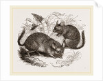 Chinchilla by Anonymous