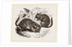 Chinchilla by Anonymous