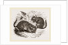 Chinchilla by Anonymous