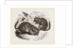 Chinchilla by Anonymous