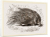 Common Porcupine by Anonymous