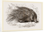 Common Porcupine by Anonymous