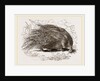 Common Porcupine by Anonymous