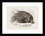Common Porcupine by Anonymous