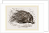 Common Porcupine by Anonymous