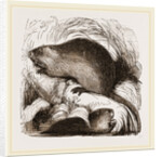 Coypu by Anonymous