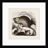 Coypu by Anonymous