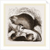 Coypu by Anonymous