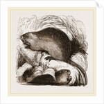 Coypu by Anonymous