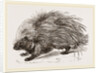 Common Porcupine by Anonymous