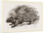 Common Porcupine by Anonymous