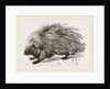 Common Porcupine by Anonymous