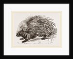 Common Porcupine by Anonymous
