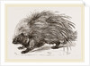 Common Porcupine by Anonymous