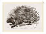 Common Porcupine by Anonymous