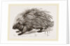 Common Porcupine by Anonymous