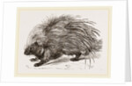 Common Porcupine by Anonymous