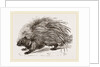 Common Porcupine by Anonymous