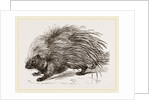 Common Porcupine by Anonymous