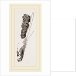 Teeth of Coypu by Anonymous