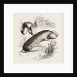 Canada Sand-Rat by Anonymous