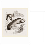 Canada Sand-Rat by Anonymous