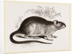 Rabbit Cercomys by Anonymous