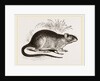 Rabbit Cercomys by Anonymous