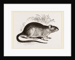 Rabbit Cercomys by Anonymous