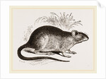 Rabbit Cercomys by Anonymous