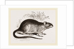 Rabbit Cercomys by Anonymous