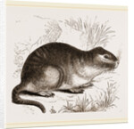 Tucutuco by Anonymous