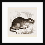 Tucutuco by Anonymous