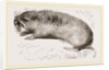 Camas Pouched-Rat by Anonymous