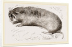 Camas Pouched-Rat by Anonymous