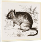 Cuming's Octodon by Anonymous