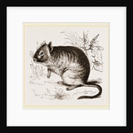 Cuming's Octodon by Anonymous