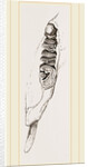 Teeth of Coast rat by Anonymous