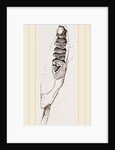 Teeth of Coast rat by Anonymous