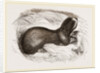 Mole-rat by Anonymous